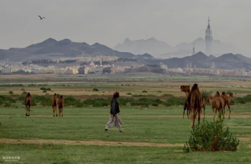 Makkah Mountains Deserts Turns Green After Recent Rain Fall In A Rare