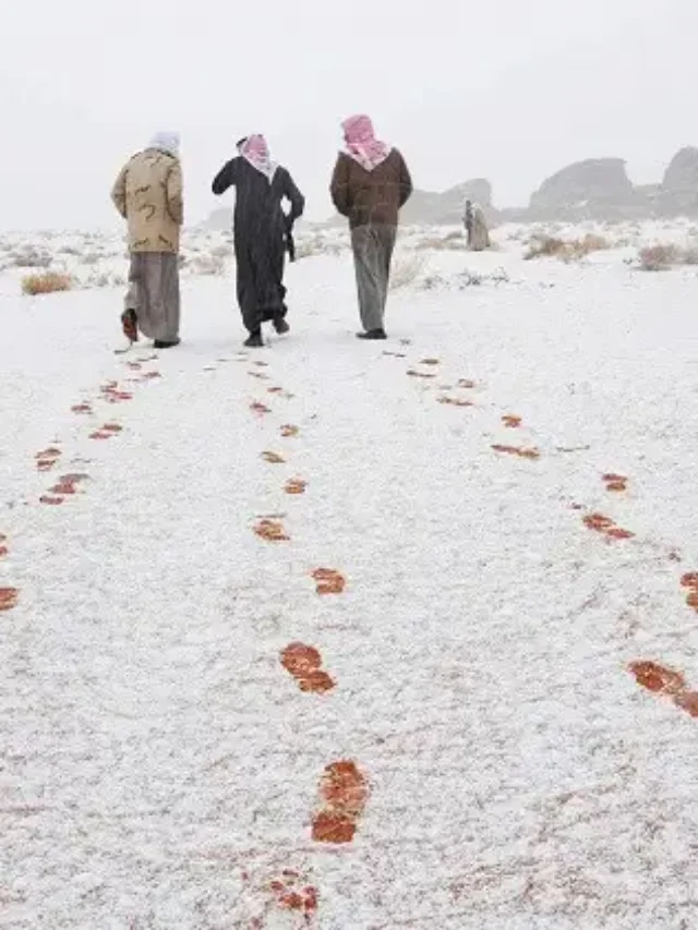 Where do Snow falls in Saudi Arabia